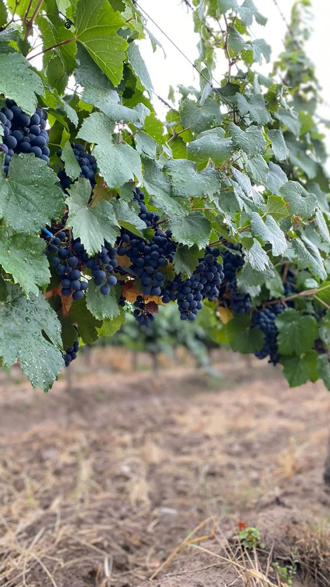 Finca La Confluencia