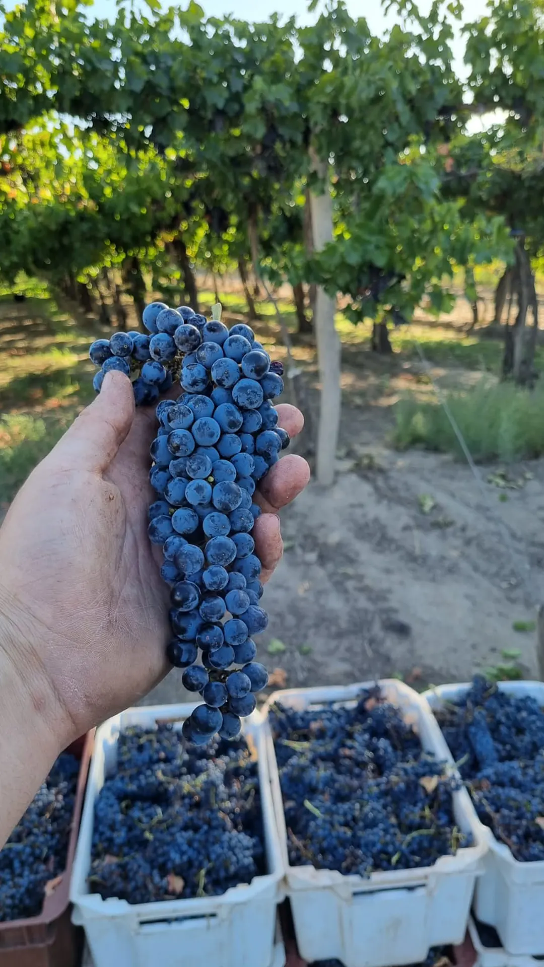 Finca La Confluencia