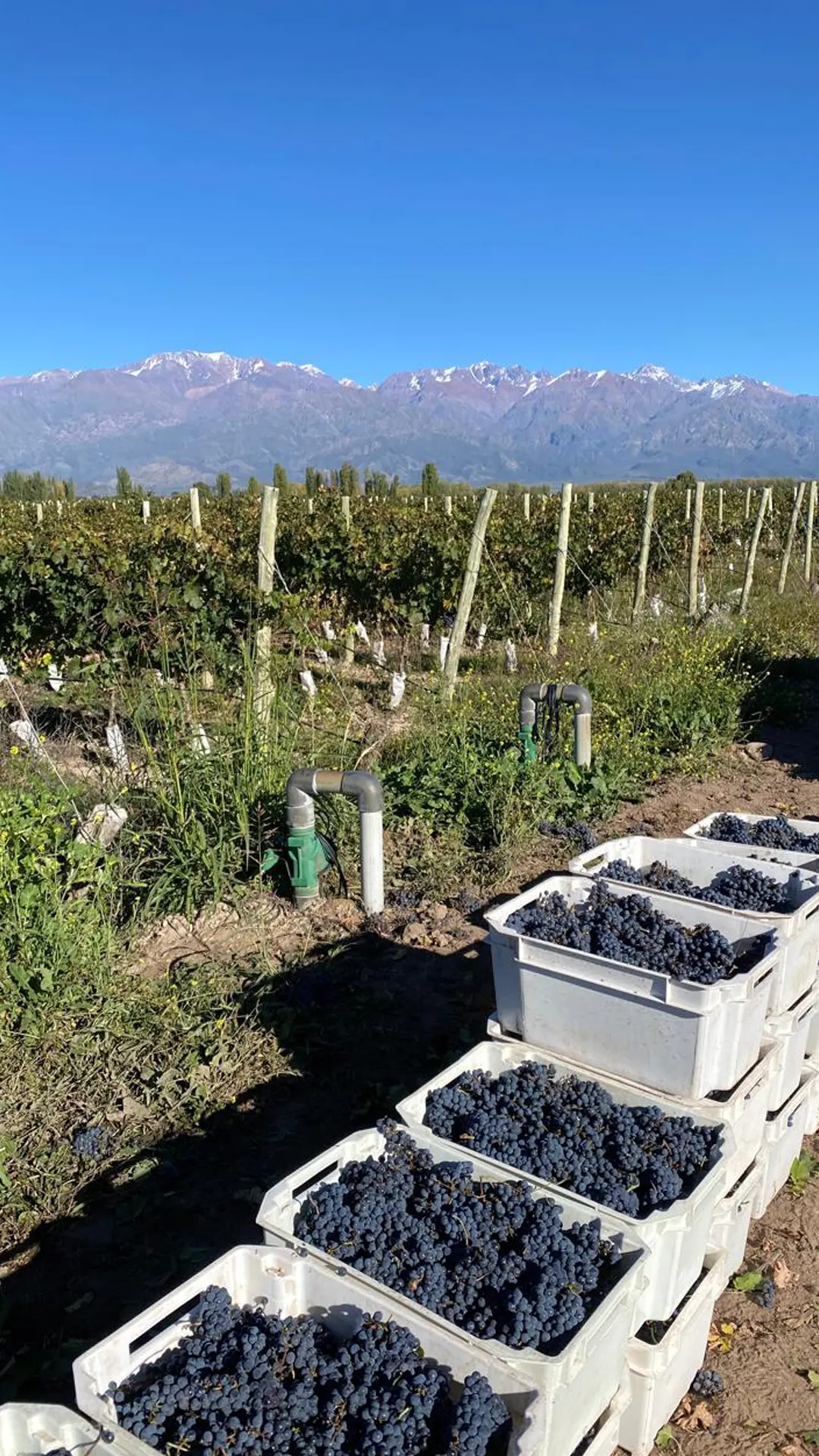 Finca Las Glicinas